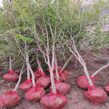 大红袍石榴苗三公分以上石榴树一棵价钱